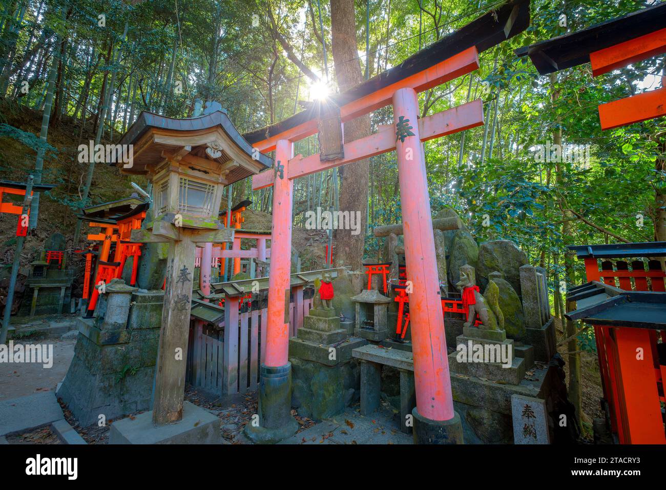 Kyoto, Japan - 1. April 2023: Fushimi Inari-taisha, erbaut im Jahr 1499, ist es das Symbol eines Weges, der von Tausenden von Torii-Toren mit malerischer, voller Blüte gesäumt ist Stockfoto