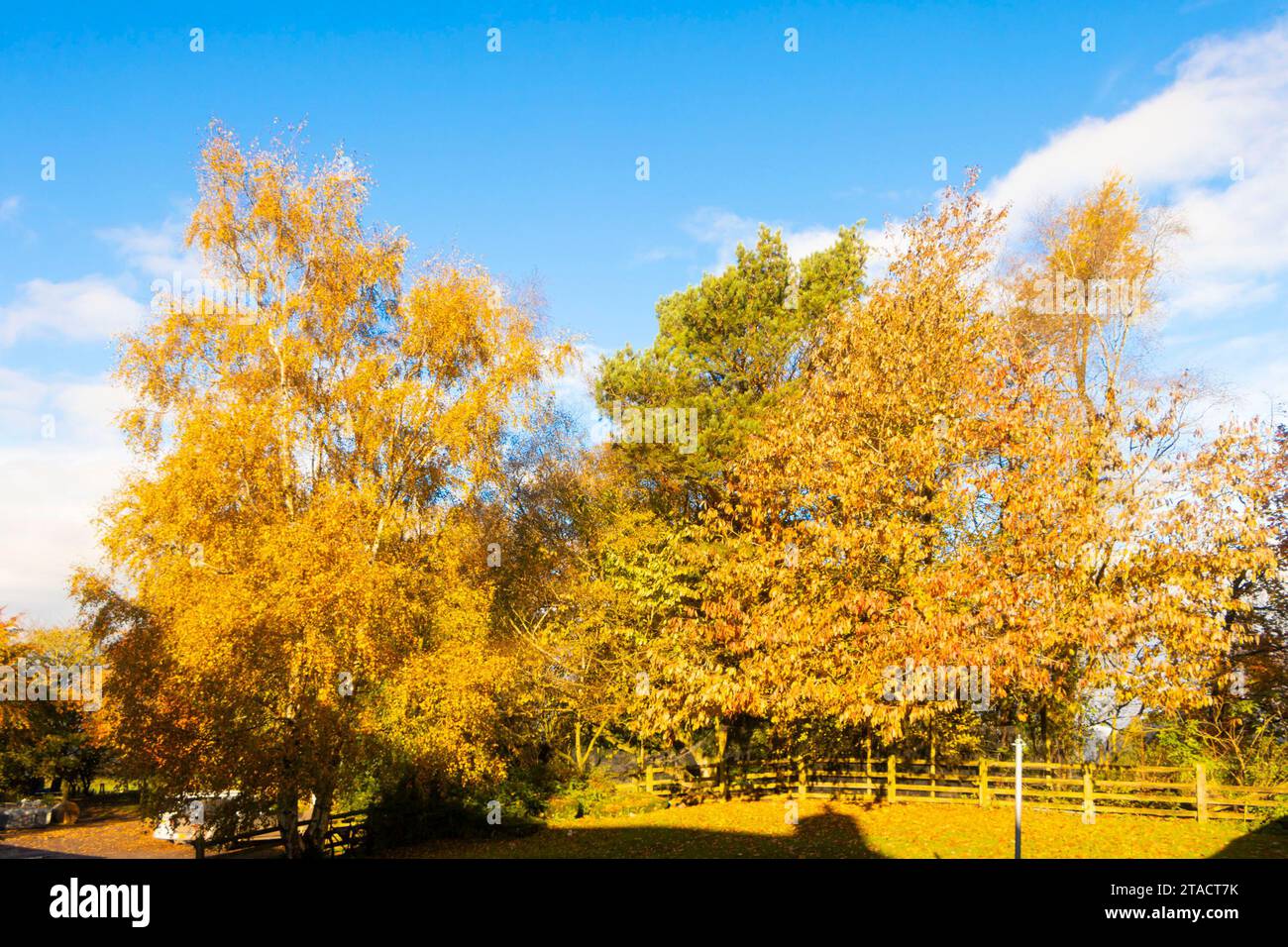 Herbstfarben von Bäumen in northumberland uk Stockfoto