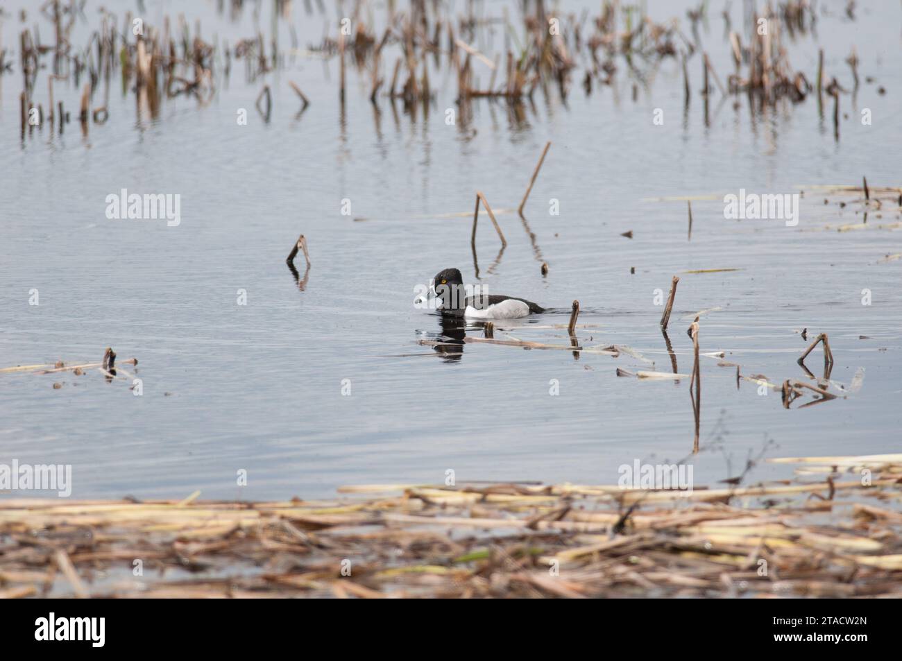 Ringhals-Ente schwimmt allein im Montezuma National Wildlife Refuge Stockfoto
