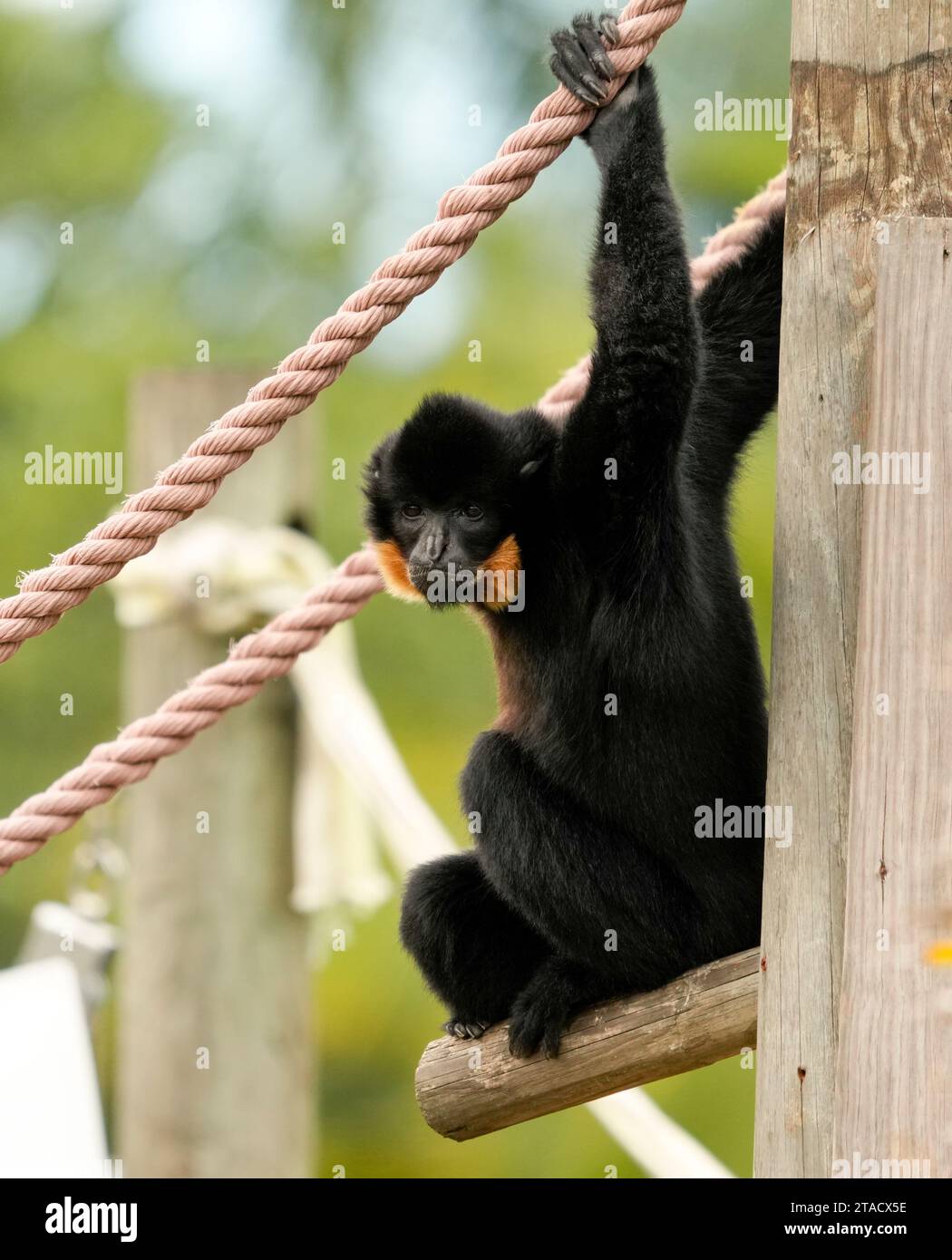 Neapel, Usa. November 2023. Neapel, Florida, Freitag, 29. November 2023. Naples Zoo Gibbon Display, Naples Florida, Mittwoch, 29. November 2023. Quelle: Jennifer Graylock/Alamy Live News Stockfoto