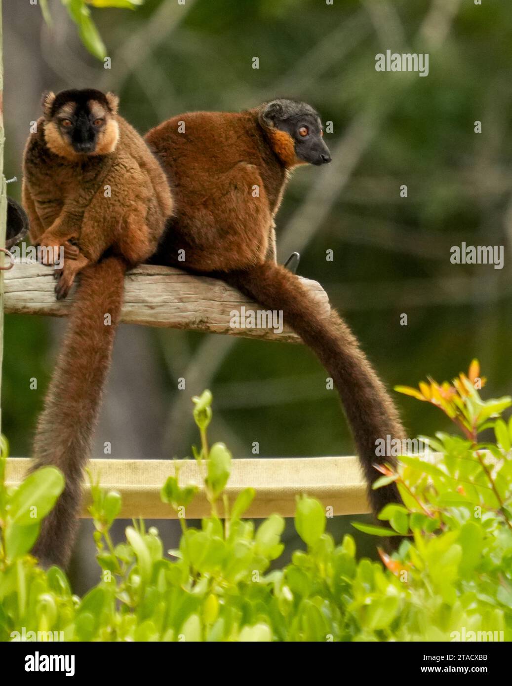 Neapel, Usa. November 2023. Neapel, Florida, Freitag, 29. November 2023