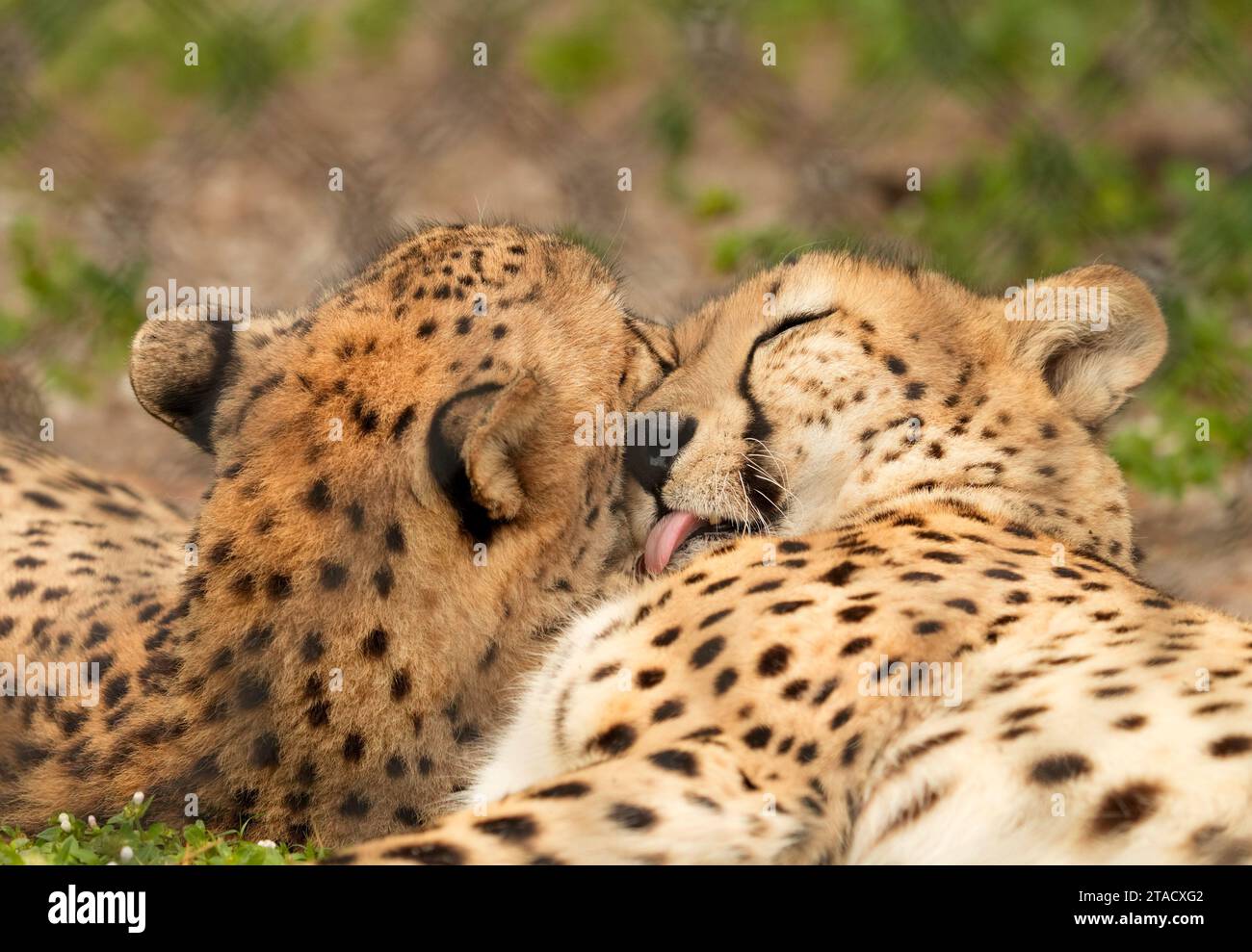 Neapel, Usa. November 2023. Neapel, Florida, Freitag, 29. November 2023. Naples Zoo Cheetah Display, Neapel Florida, Mittwoch, 29. November 2023. Quelle: Jennifer Graylock/Alamy Live News Stockfoto