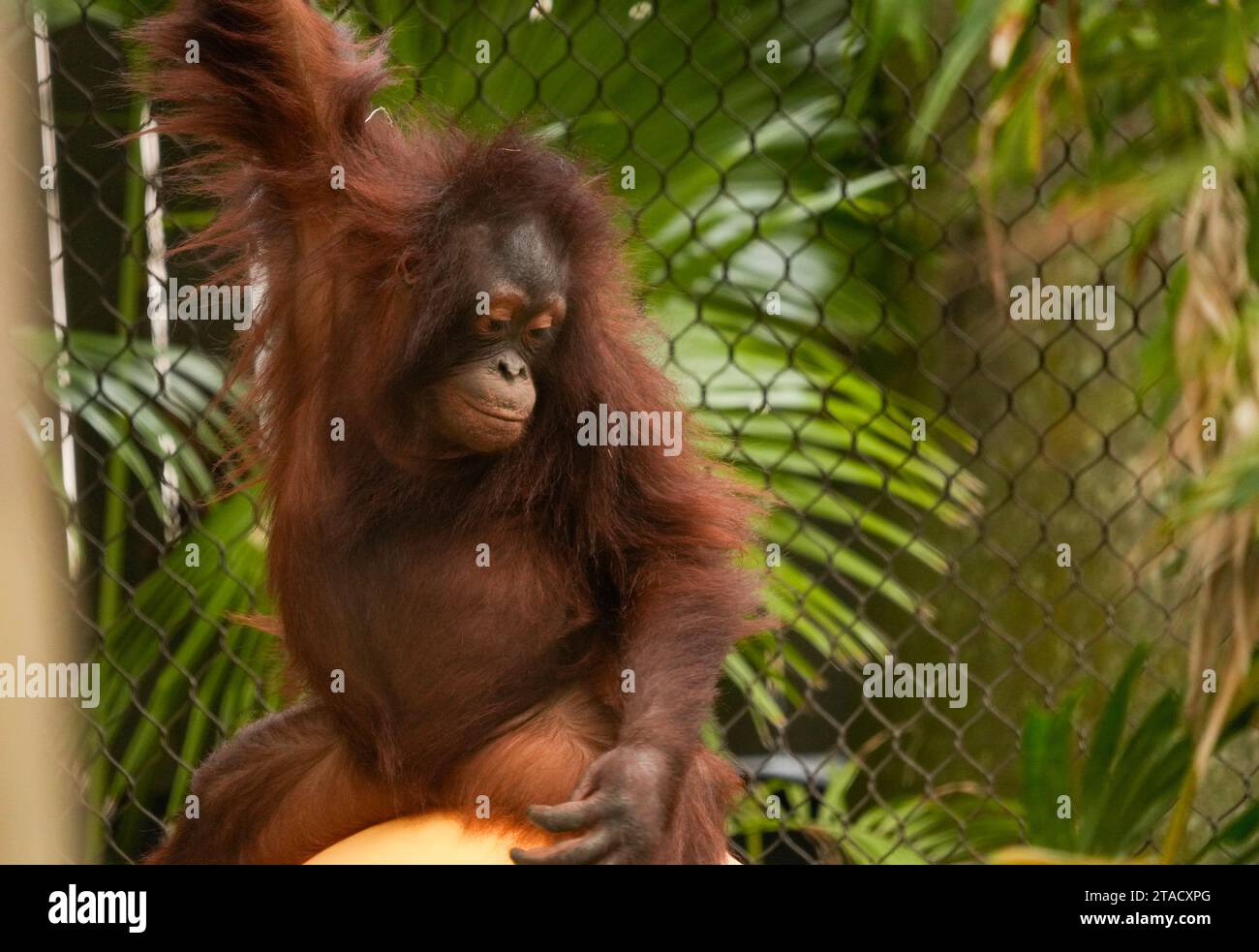 Neapel, Usa. November 2023. Neapel, Florida, Freitag, 29. November 2023. Naples Zoo Orangutan Display, Naples Florida, Mittwoch, 29. November 2023. Quelle: Jennifer Graylock/Alamy Live News Stockfoto