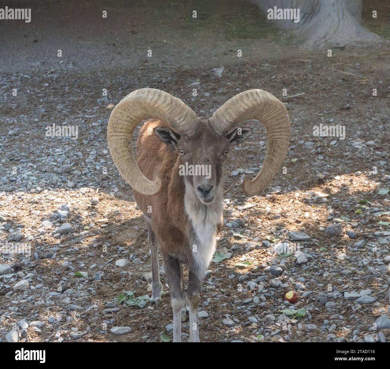 Schafe auf den Felsen. Hornantilope im Zoo Stockfoto