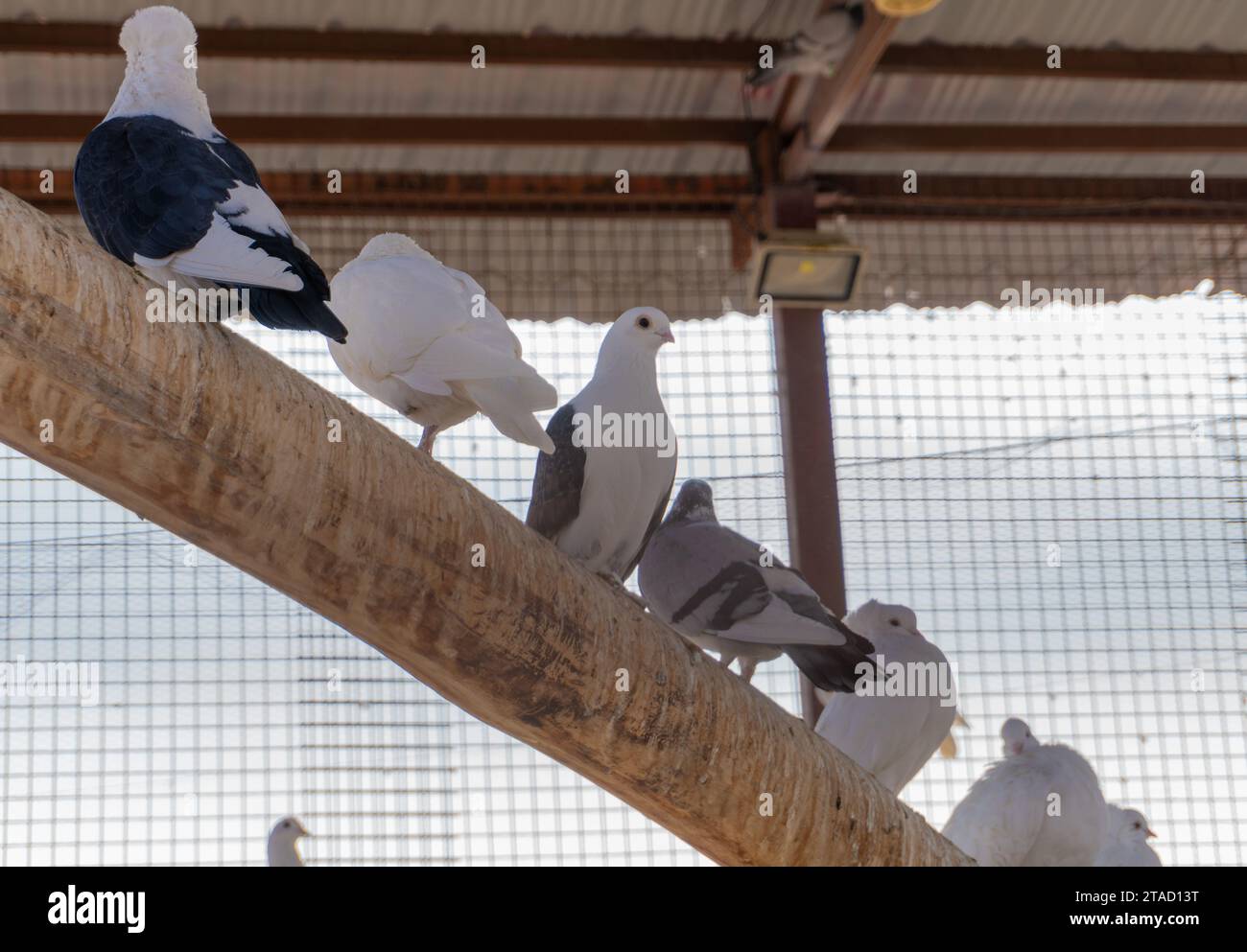Tauben sitzen auf einem Baum in einem Käfig im Zoo. Farbige Tauben sitzen auf Holz Stockfoto Tauben sitzen auf einem Baum in einem Käfig im Zoo. Farbige Tauben sitzen auf Holz Stockfoto