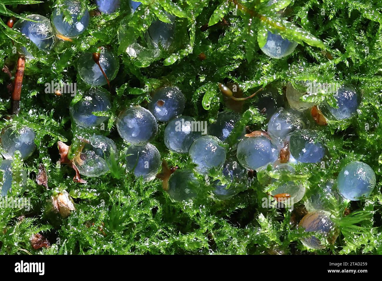 Schneckeneier oder Schneckeneier auf grünem Moos Stockfoto