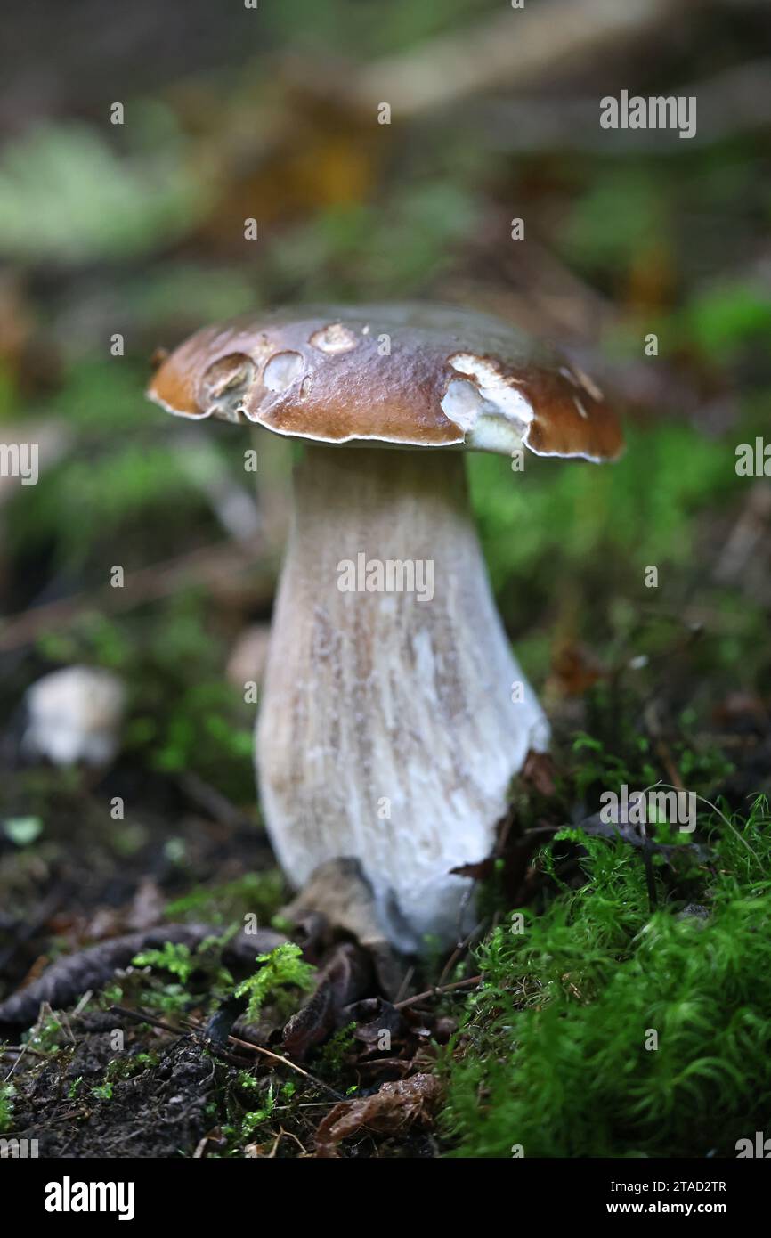 Boletus edulis, bekannt als Penny bun, Cep, porcino oder Steinpilze, wilde essbare Pilze aus Finnland Stockfoto