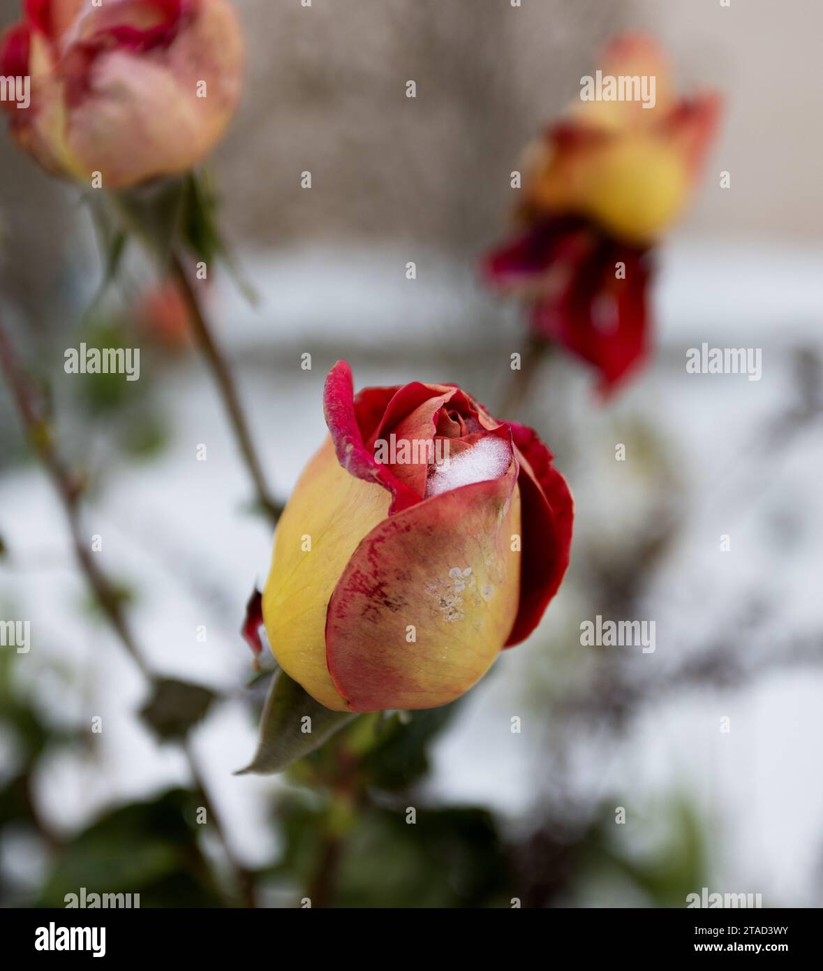 Gefrorene Blumen. Rosensträucher im Schnee. Rote Blumen und weißer Schnee. Rosensträucher nach Schneefall und plötzlichem Kälteeinbruch. Extreme Kälte und Pflanzen. Ansicht von Rot Stockfoto