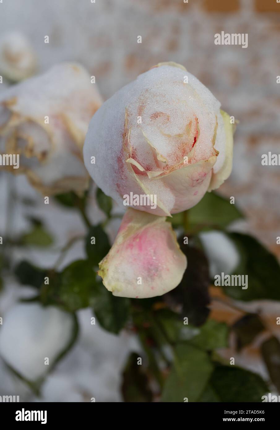 Gefrorene Blumen. Rosensträucher im Schnee. Weiße Blumen und weißer Schnee. Rosensträucher nach Schneefall und plötzlichem Kälteeinbruch. Extreme Kälte und Pflanzen. Ansicht von W Stockfoto