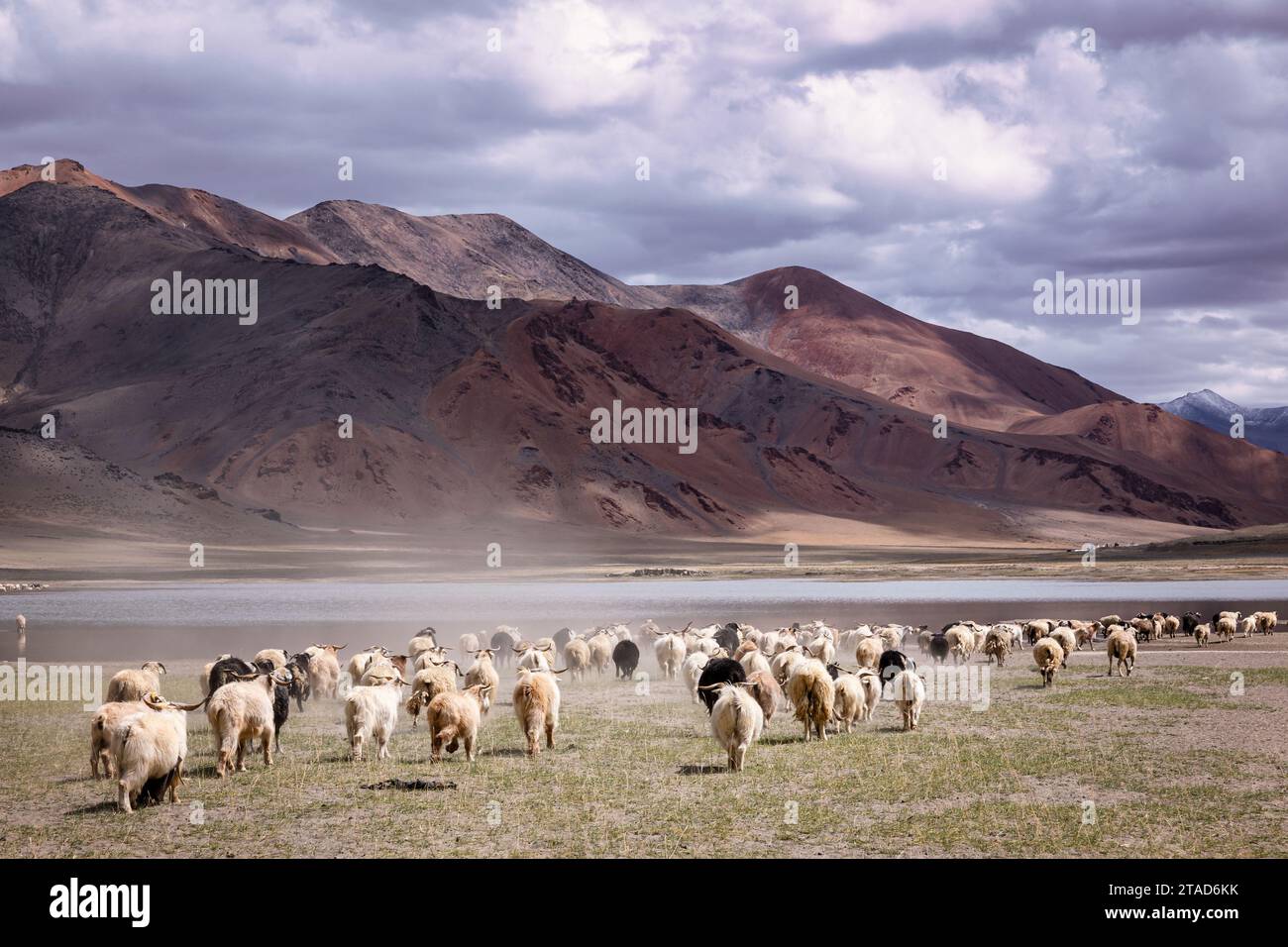 Changthangi oder Ladakh Paschmina Ziegen, Ladakh, Indien Stockfoto