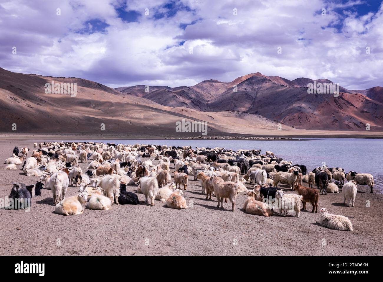 Changthangi oder Ladakh Paschmina Ziegen, Ladakh, Indien Stockfoto