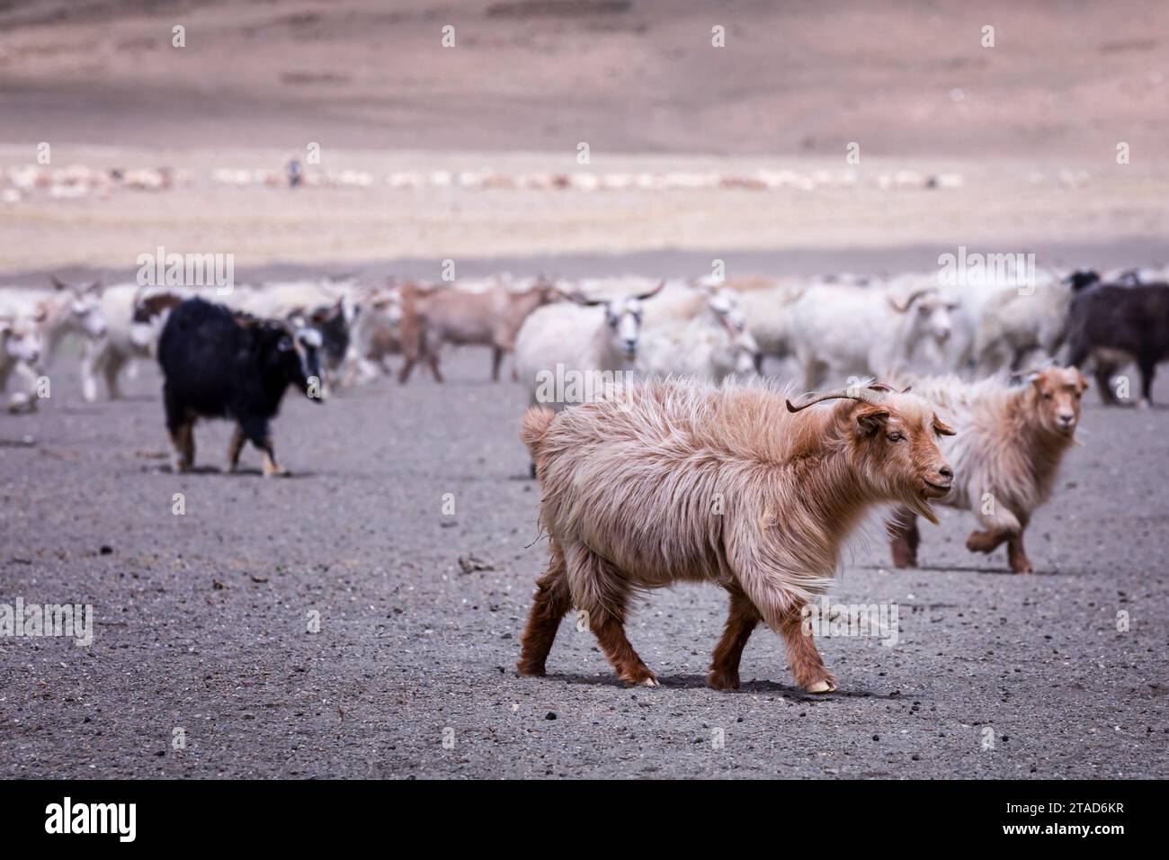 Changthangi oder Ladakh Paschmina Ziegen, Ladakh, Indien Stockfoto