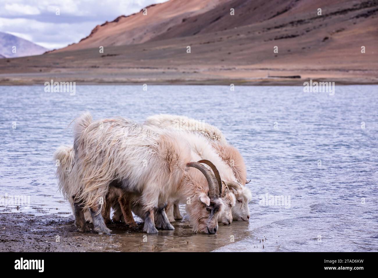 Changthangi oder Ladakh Paschmina Ziegen, Ladakh, Indien Stockfoto