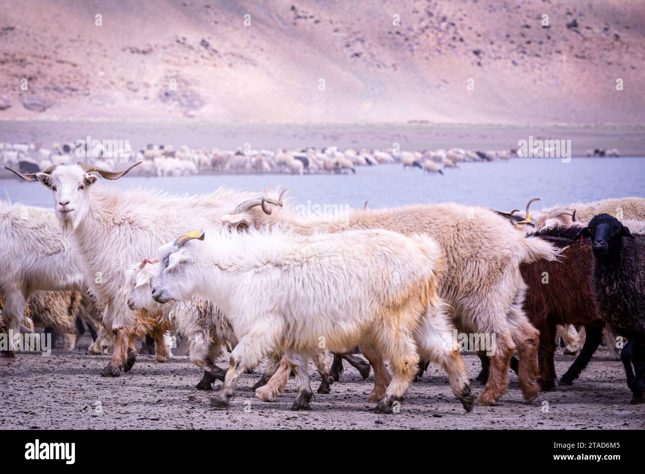 Changthangi oder Ladakh Paschmina Ziegen, Ladakh, Indien Stockfoto