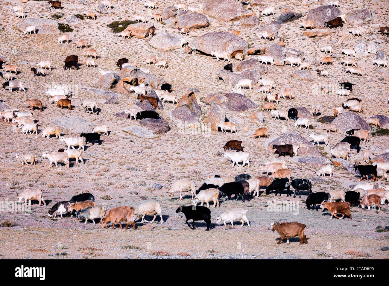 Changthangi oder Ladakh Paschmina Ziegen, Ladakh, Indien Stockfoto