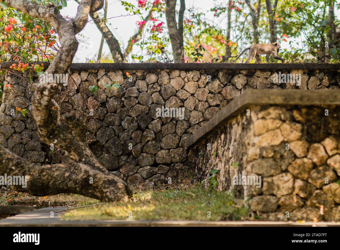 Ein Affe spaziert entlang einer Steinmauer in einem üppigen Garten, umgeben von blühenden Blumen und Bäumen, und fängt einen ruhigen Moment im Uluwatu Tempel auf Bali ein Stockfoto