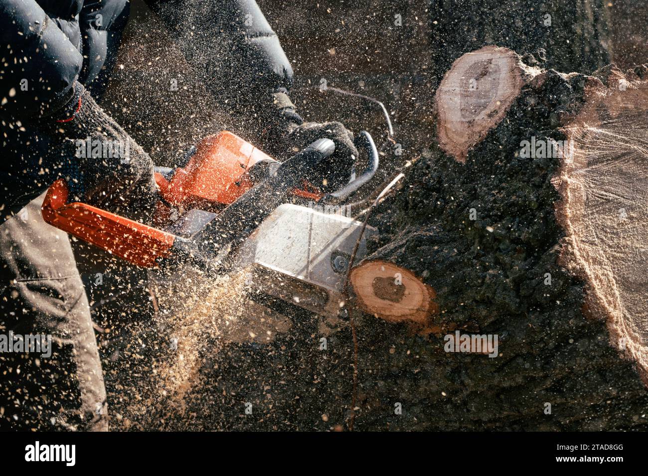 Nahaufnahme eines Mannes, der einen Baum mit einer Kettensäge sägt, mit fliegendem Sägemehl Stockfoto