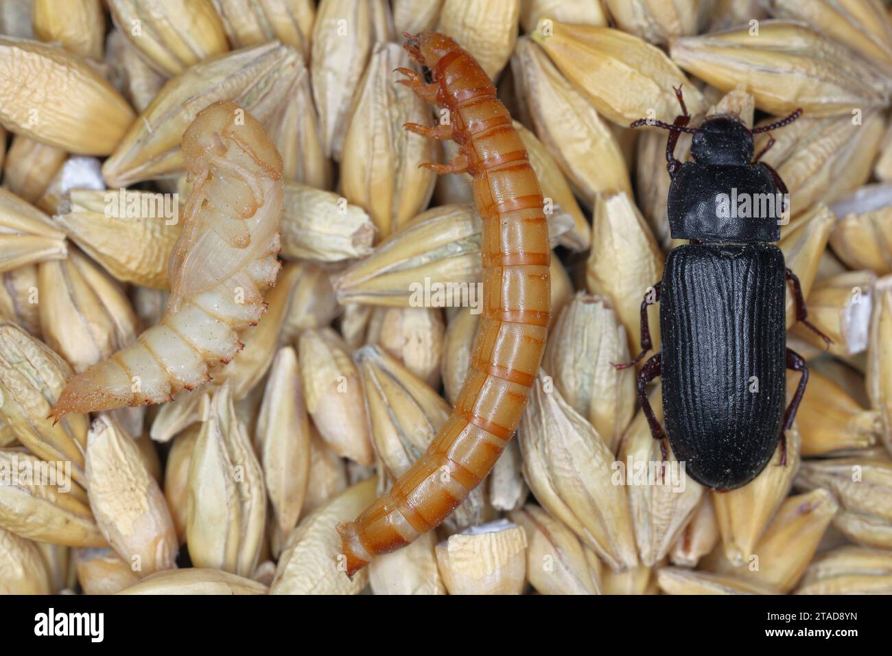 Darkling Beetle pupa, Larva und adulte Käfer Tenebrio molitor auf Getreidekorn. Stockfoto