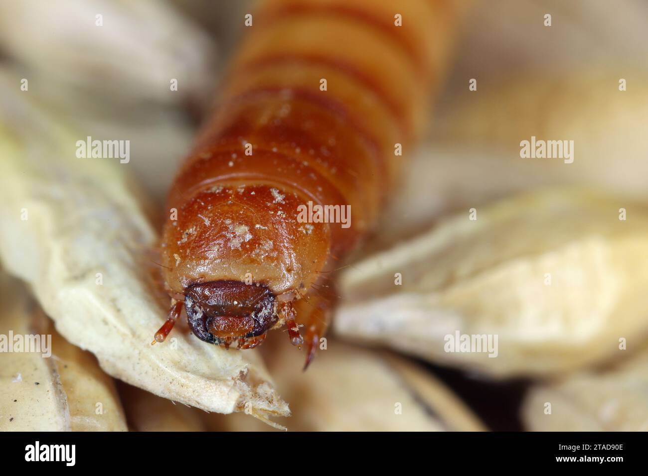 Larven des Darkling Beetle Tenebrio molitor auf Getreidekorn. Nahaufnahme an der Vorderseite des Körpers. Stockfoto