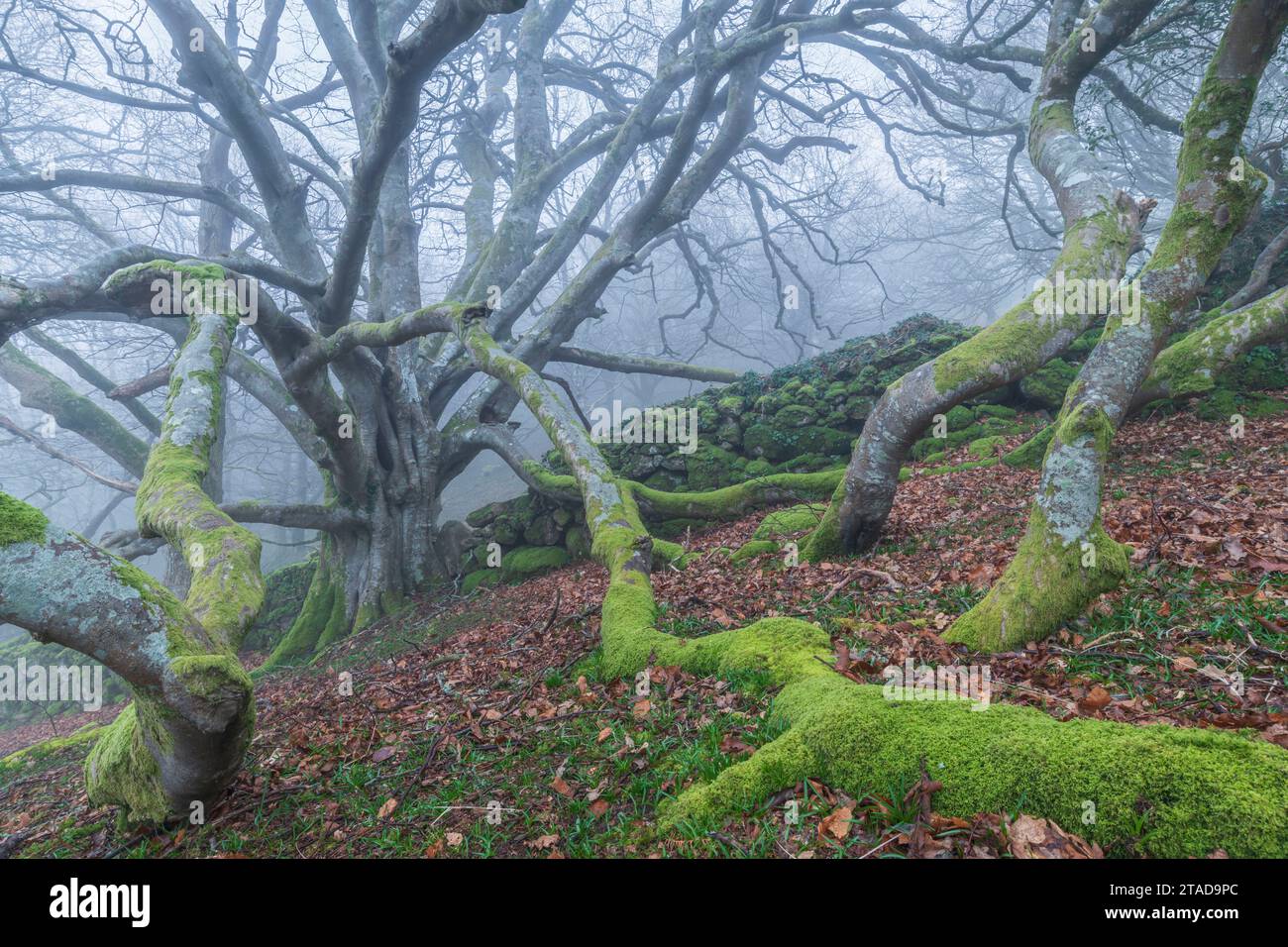 Alte, gruselige Buche im Dartmoor-Nationalpark an einem nebeligen Morgen, Devon, England. Winter (März) 2022. Stockfoto