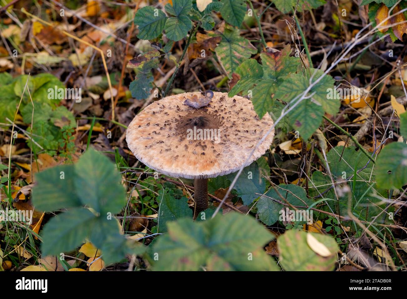 Wunderschöne Pilze auf dem Waldboden in der Sonne. Nahaufnahme schöner Pilze in der Sonne im Herbst, aufgenommen in Bayern. Stockfoto