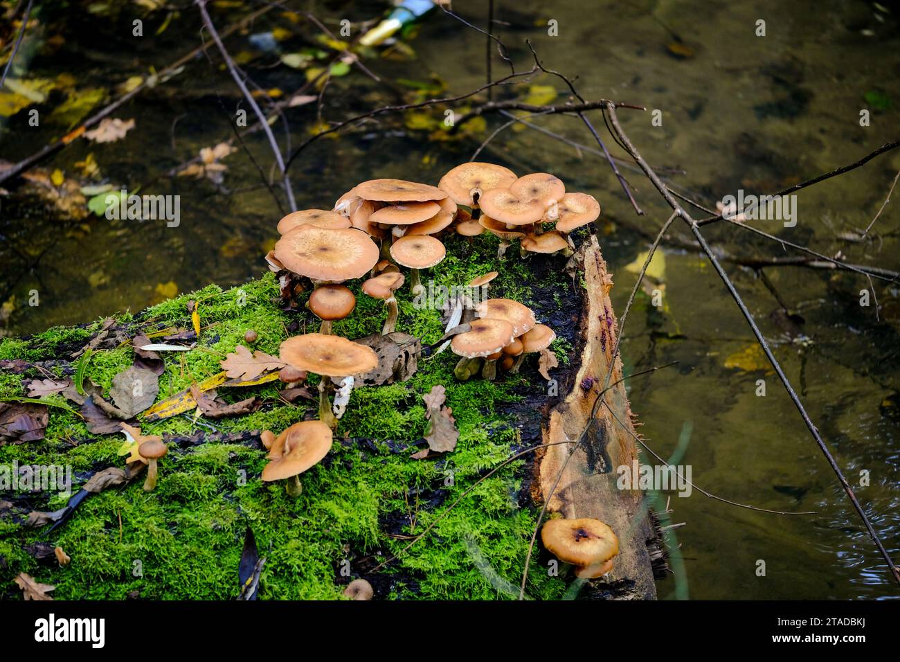 Wunderschöne Pilze auf dem Waldboden in der Sonne. Nahaufnahme schöner Pilze in der Sonne im Herbst, aufgenommen in Bayern. Stockfoto