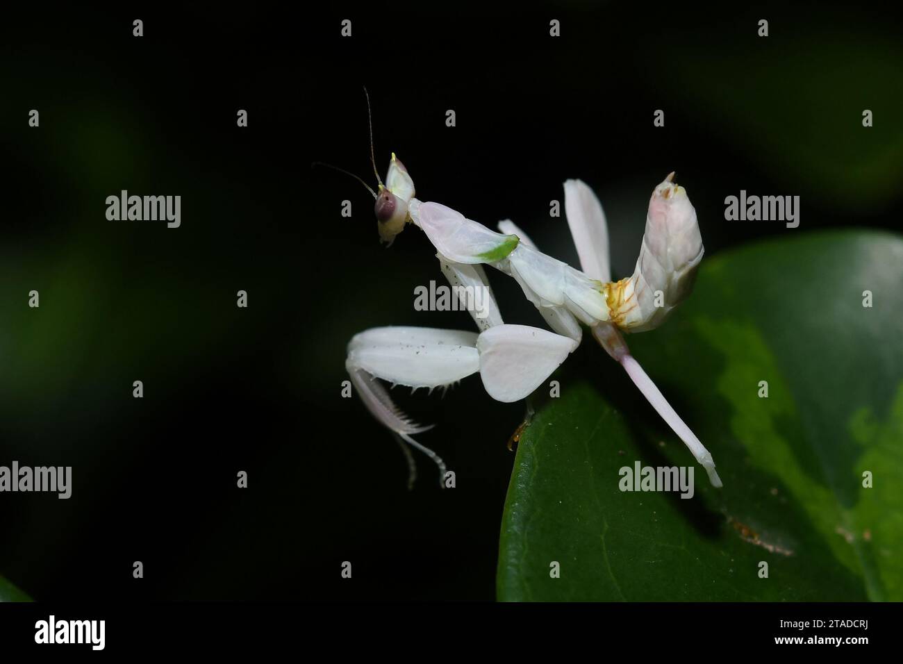 Kunming. November 2020. Dieses Foto, das am 5. November 2020 aufgenommen wurde, zeigt eine Orchideenmantis im tropischen botanischen Garten Xishuangbanna der Chinesischen Akademie der Wissenschaften in der Provinz Yunnan im Südwesten Chinas. Chinesische Wissenschaftler haben herausgefunden, dass Orchideenmantisen, die als klassisches Beispiel für Blumenmimimimikry gepriesen werden, ihre blattförmigen Beine zum Gleiten verwenden. ZU „Orchideenmantis“-blattförmige Beine dienen als Struktur für das Gleiten: Research“ Credit: MO Haibo/Xinhua/Alamy Live News Stockfoto