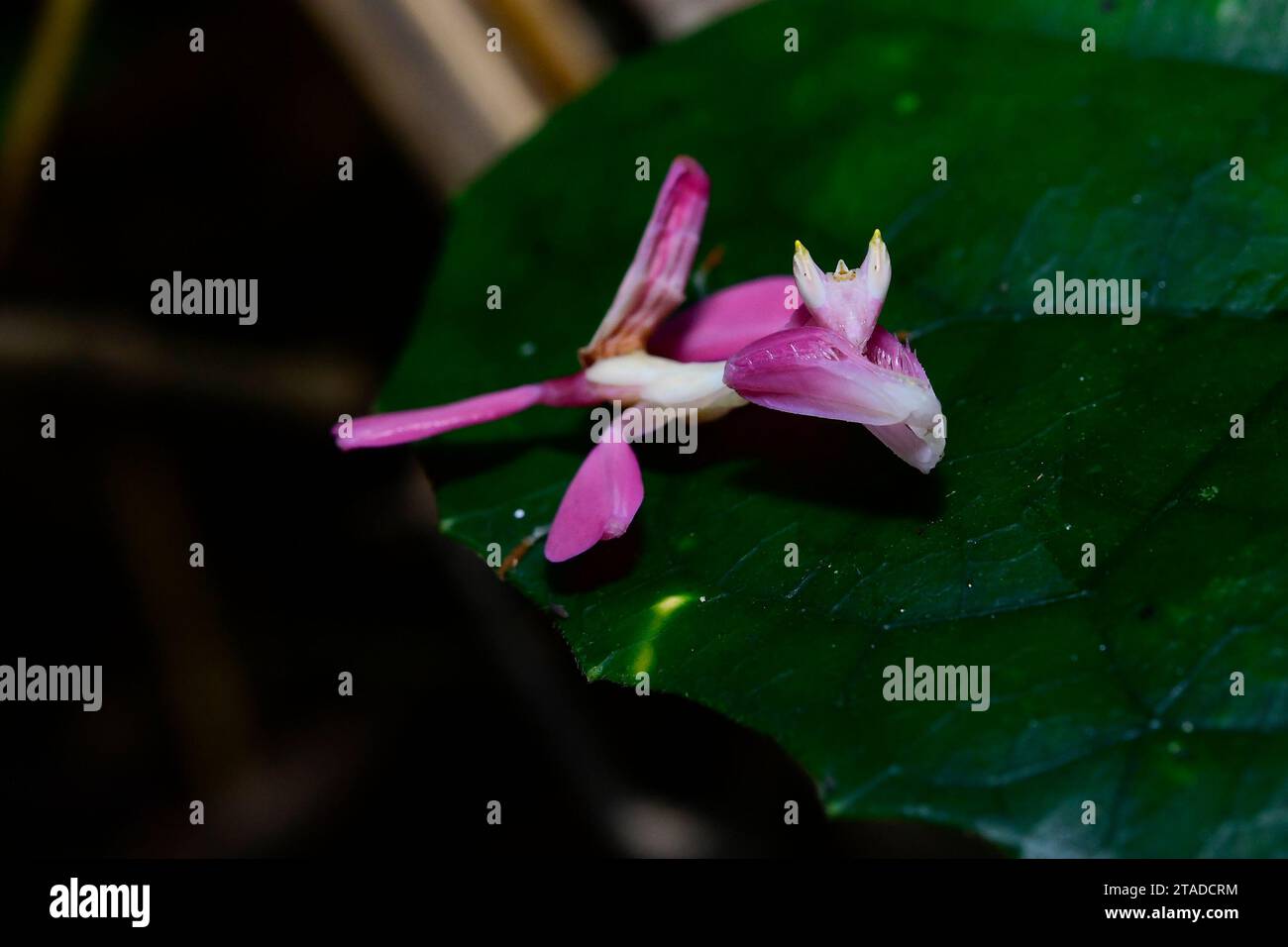 Kunming. Dezember 2022. Dieses Foto, das am 16. Dezember 2022 aufgenommen wurde, zeigt eine Orchideenmantis im tropischen botanischen Garten Xishuangbanna der Chinesischen Akademie der Wissenschaften in der Provinz Yunnan im Südwesten Chinas. Chinesische Wissenschaftler haben herausgefunden, dass Orchideenmantisen, die als klassisches Beispiel für Blumenmimimimikry gepriesen werden, ihre blattförmigen Beine zum Gleiten verwenden. ZU „Orchideenmantis“-blattförmige Beine dienen als Struktur für das Gleiten: Research“ Credit: MO Haibo/Xinhua/Alamy Live News Stockfoto