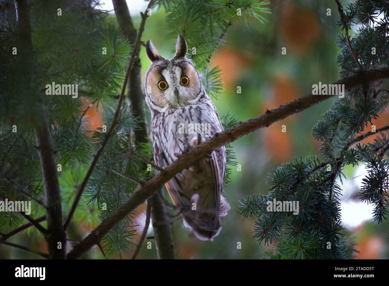 Ohreneule, die auf einem Baum sitzt und seine Beute beobachtet, das beste Foto Stockfoto