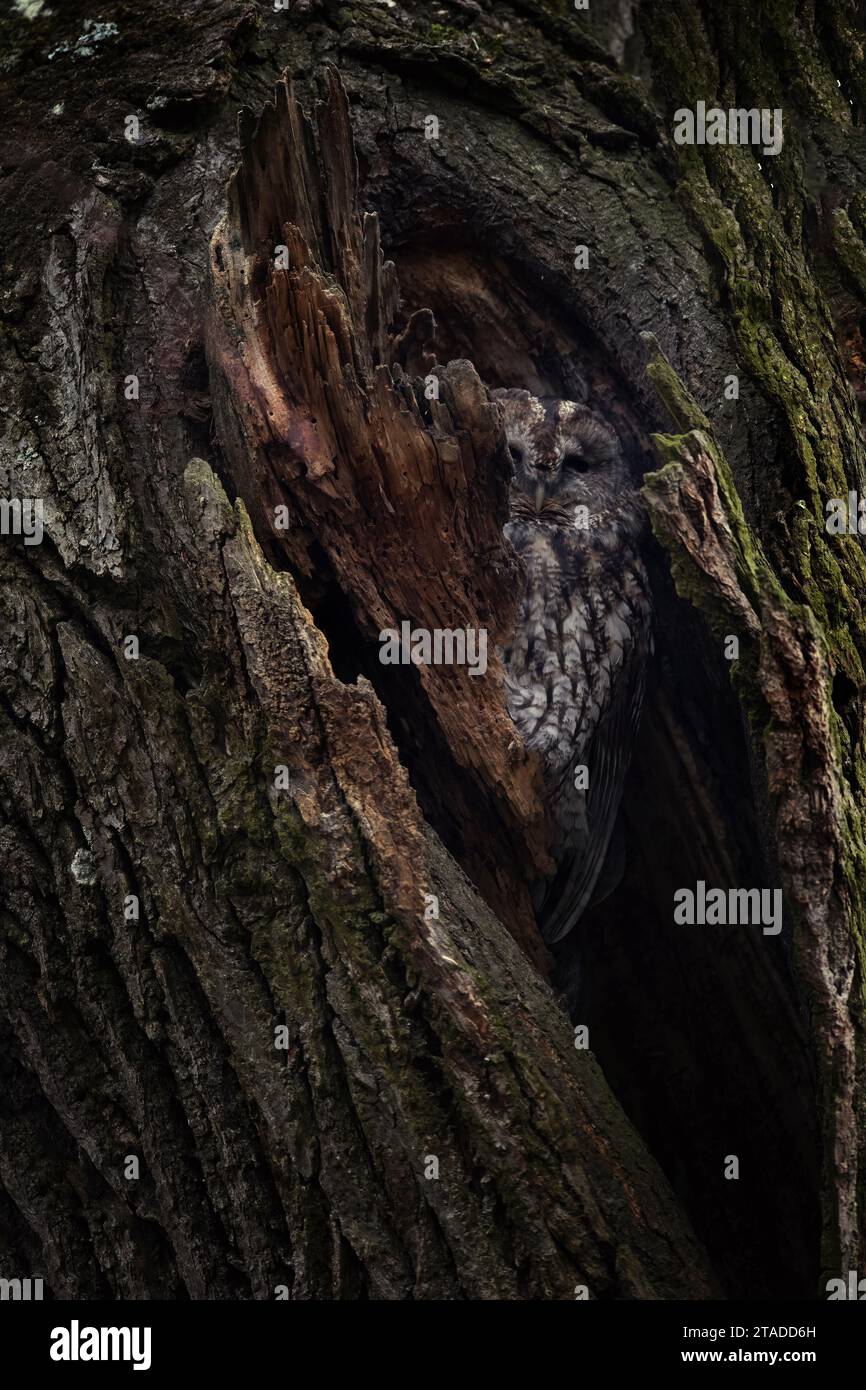 Eine Eule aus Strix aluco guckt aus ihrer Höhle in einem Baum, lauert nach Essen, das beste Foto. Stockfoto