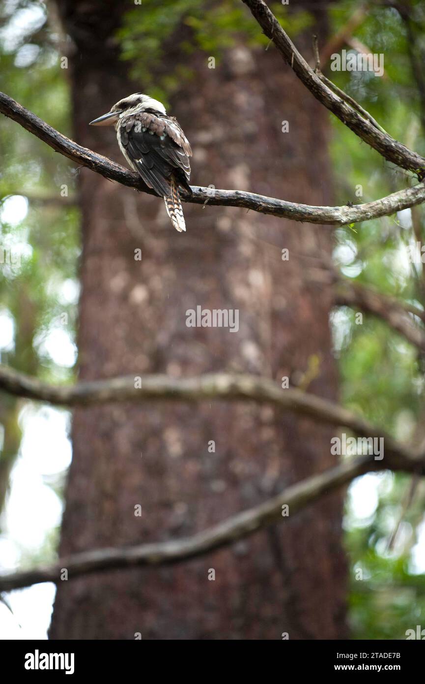 Kookaburra (Dacelo novaeguineae), australischer Vogel, Australien | Stockfoto