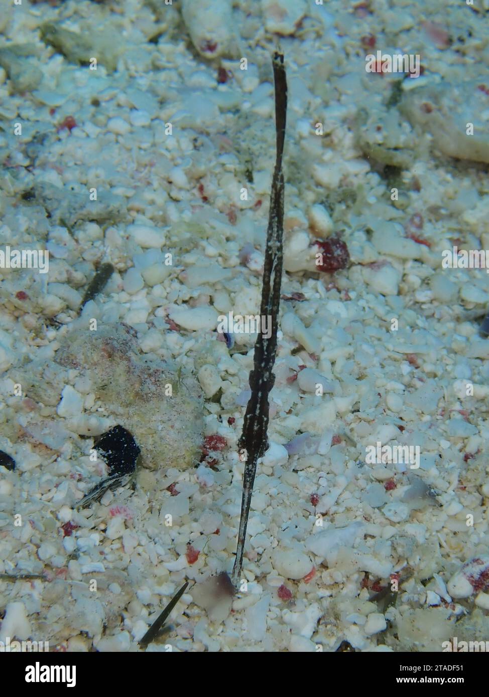 Robuster Geisterpfeifenfisch (Solenostomus cyanopterus), Tauchplatz House Reef, Mangrovenbucht, El Quesir, Rotes Meer, Ägypten Stockfoto