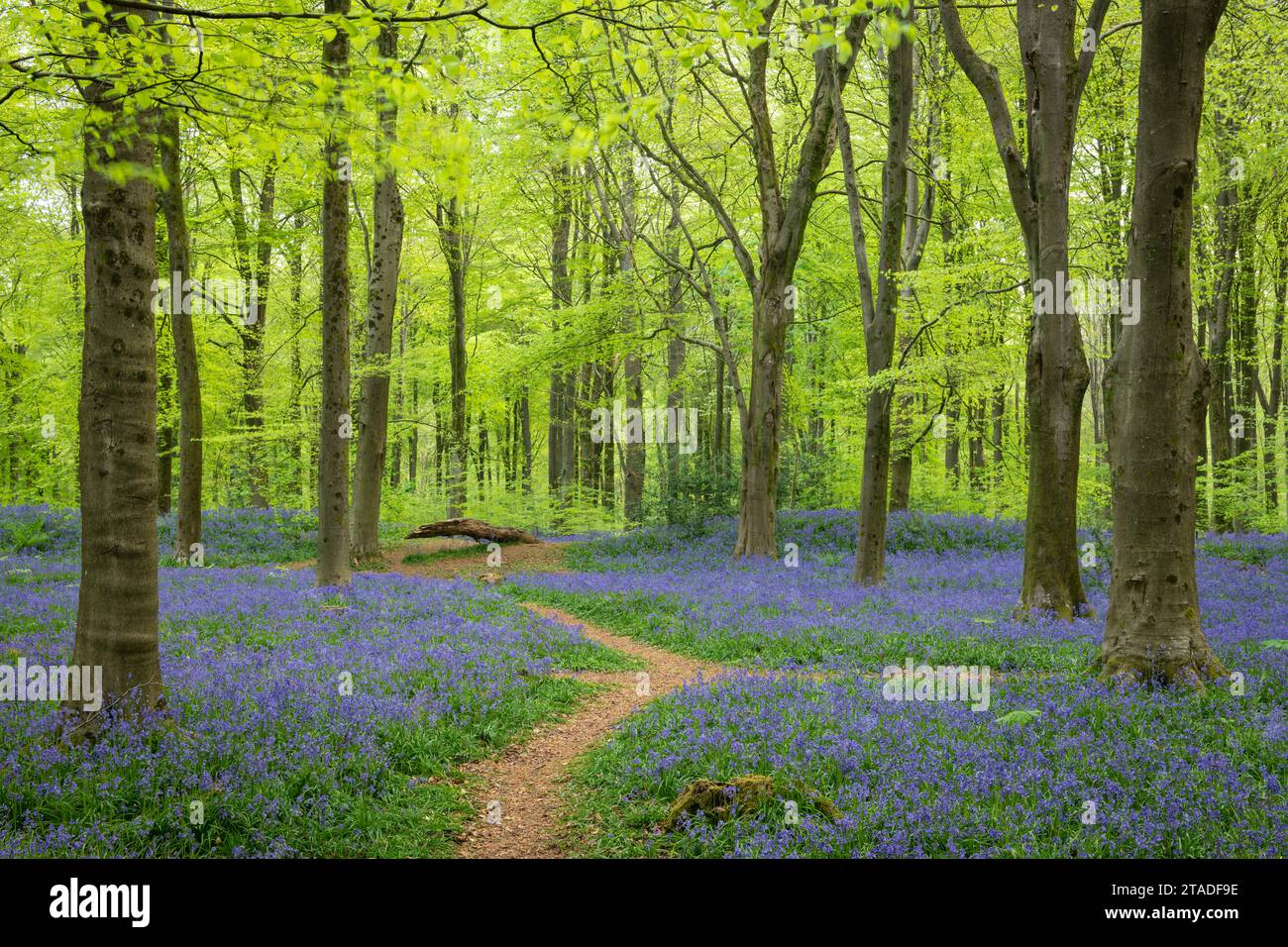 Fußweg durch einen Blauglockenwald, West Woods, Wiltshire, England. Frühjahr (Mai) 2022. Stockfoto