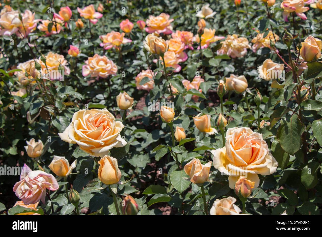 Schöne bunte Rosen Hintergrund Stockfoto