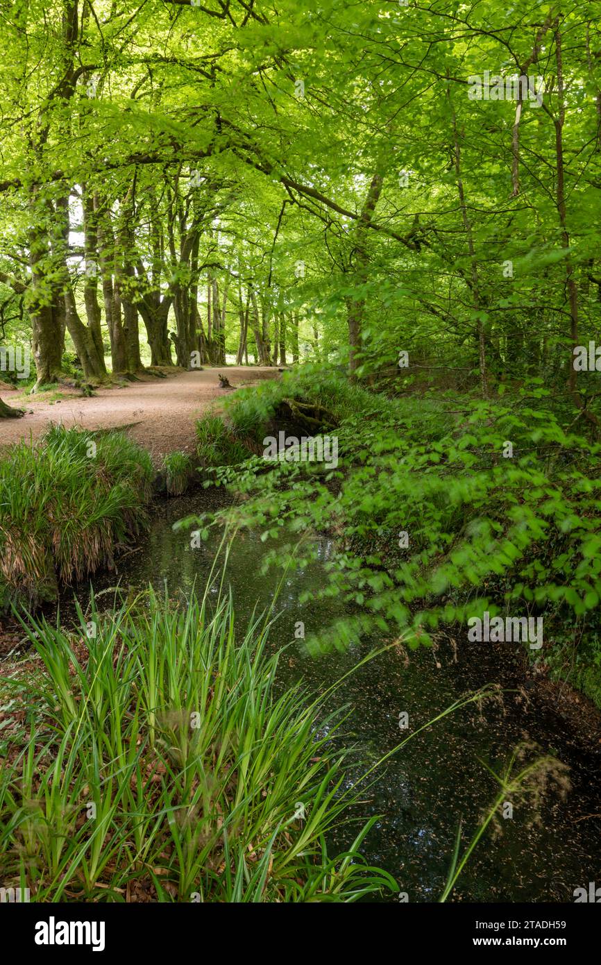 Frühlingswald im Golitha Falls National Nature Reserve in der Nähe von Liskeard, Cornwall, England. Frühjahr (Mai) 2022. Stockfoto