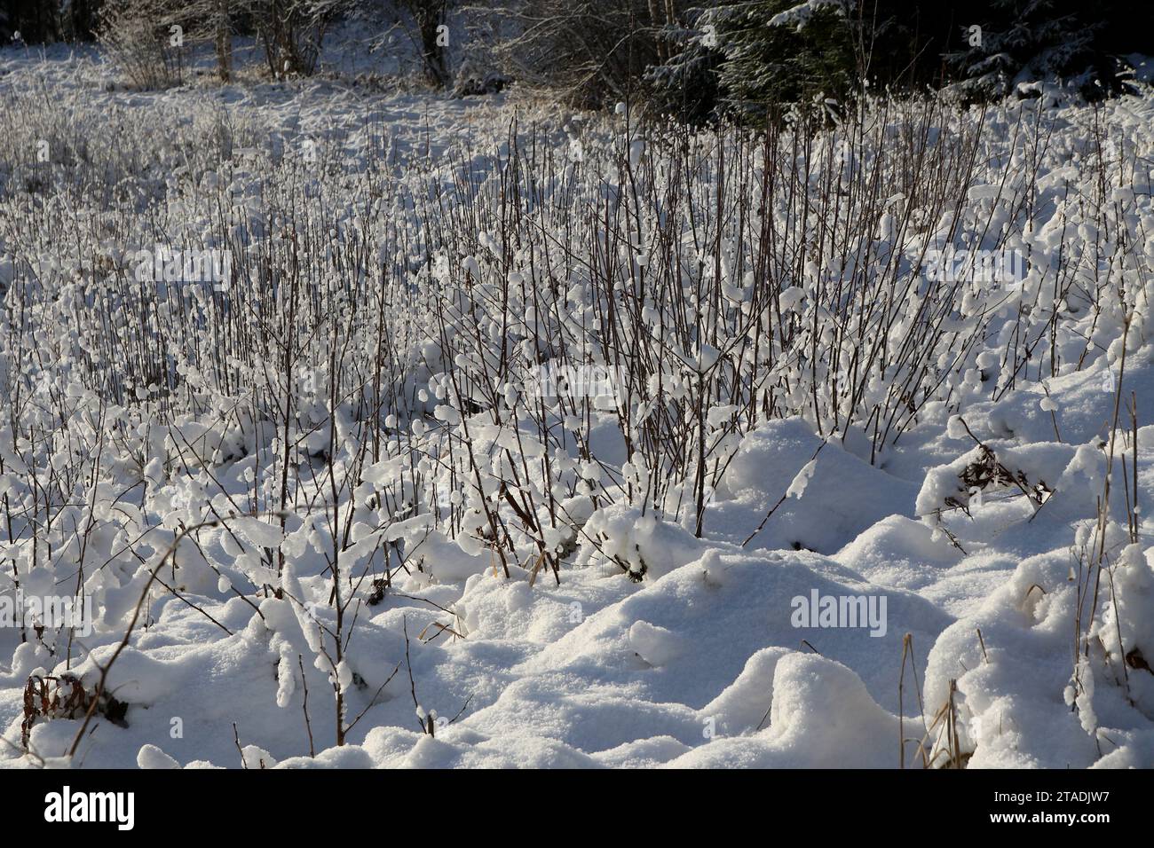 Stark schneebedeckte Baumzweige im Wald nach einem starken Schneefall im Leningrader Gebiet. (Foto: Maksim Konstantinov / SOPA Images/SIPA USA) Stockfoto