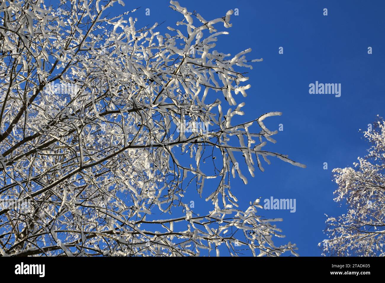 Stark schneebedeckte Baumzweige im Wald nach einem starken Schneefall im Leningrader Gebiet. (Foto: Maksim Konstantinov / SOPA Images/SIPA USA) Stockfoto