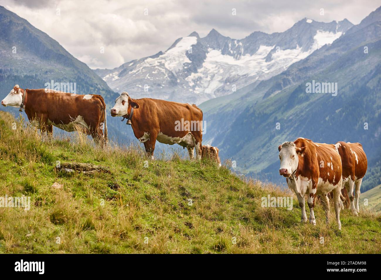 Kühe, die auf Weide weiden. Viehbestand. Region Tirol. Österreichische alpen. Stockfoto