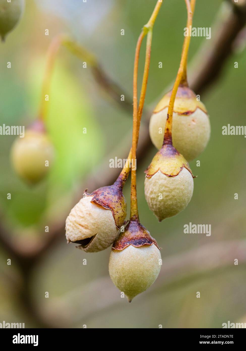 Herbstdrupes (Samenschoten) des hartmilchigen japanischen schneeballbaums Styrax japonicus „Farques Belle“ Stockfoto