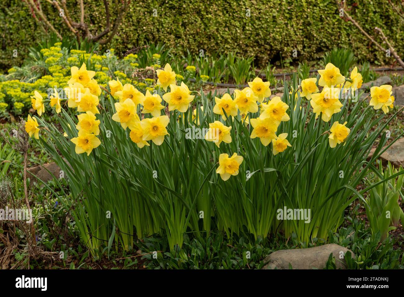 Narzissen wachsen in einem Garten mit Kopierraum, gelbe Blüten, Narzissen, die ersten blühen im Frühjahr Stockfoto