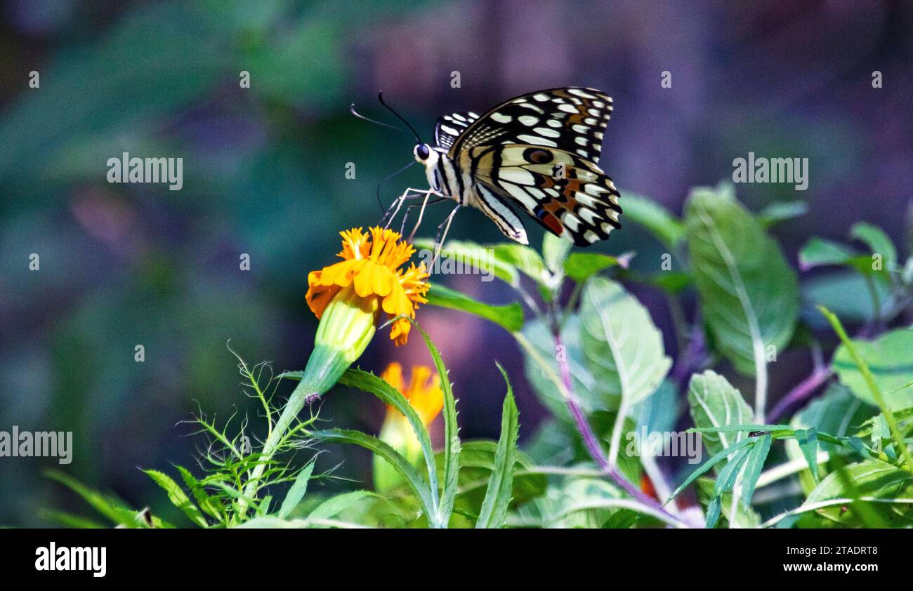 Nahaufnahme Schmetterling in Natur, Schmetterling grüne Pflanze im Hintergrund. Stockfoto