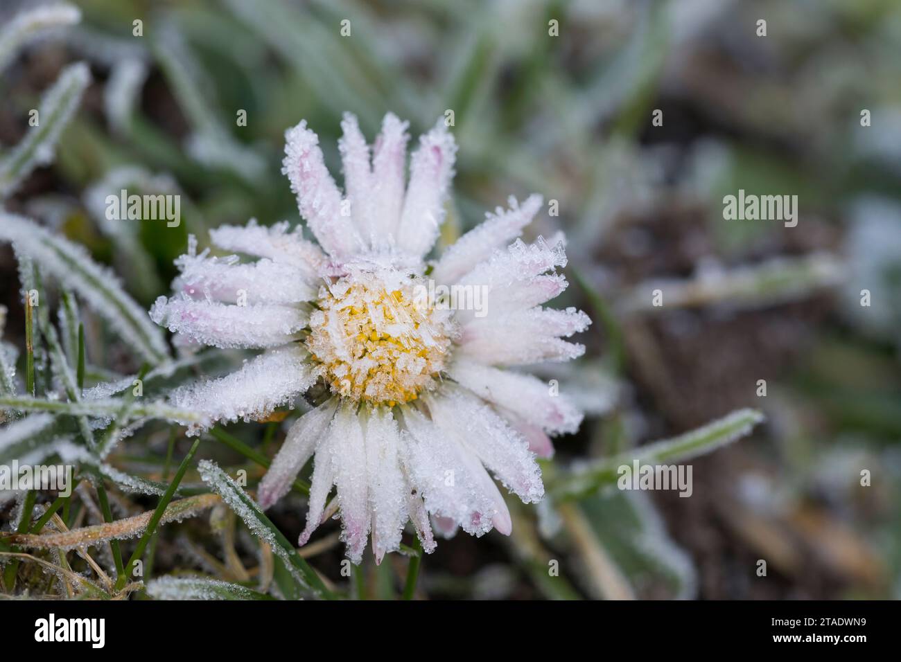 Gänseblümchen Gänseblümchen, Ausdauerndes, mehrjähriges Gänseblümchen, Maßliebchen, Tausendschön, Bellis perennis, Englisch Daisy, Daisy, Rasen, d Stockfoto