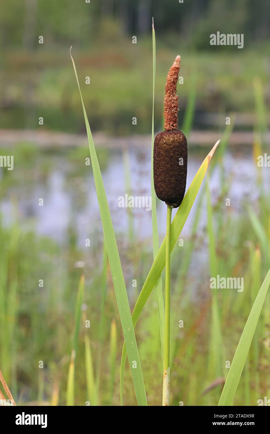 Bulrush, Typha latifolia, auch bekannt als Broadleaf Cattail oder Great reedmace, wilde Pflanze aus Finnland Stockfoto