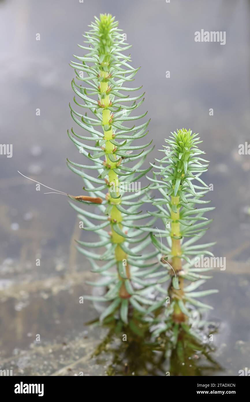 Hippuris vulgaris, auch bekannt als Stutenschwanz oder Stutenschwanz, wilde Wasserpflanze aus Finnland Stockfoto