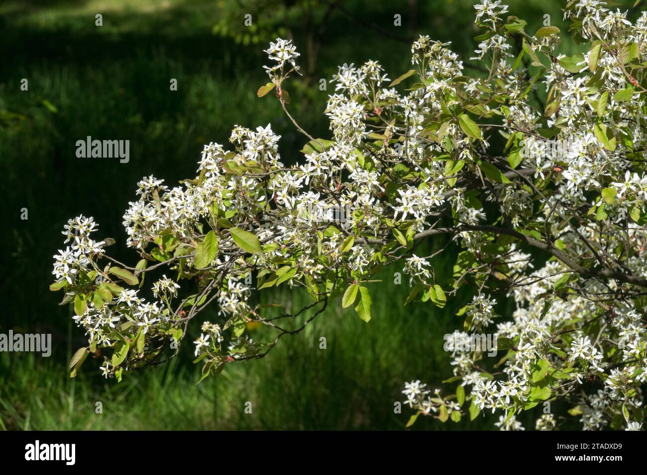 Frühling, Garten, Sträucher, koreanische Juneberry, Blüte, Amelanchier asiatica an einem sonnigen Tag Stockfoto