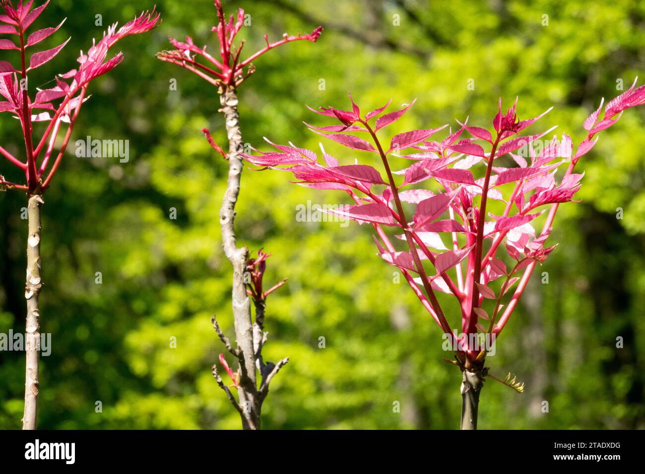 Rosa, Blätter, Toona sinensis, chinesisches Mahagoni, Sträucher, Chinesische Zeder, Frühling, Pflanze Stockfoto