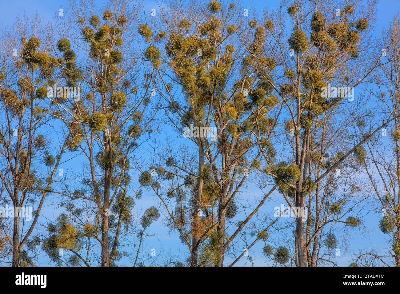 Populusbäume mit Misteln, Deutschland Stockfoto