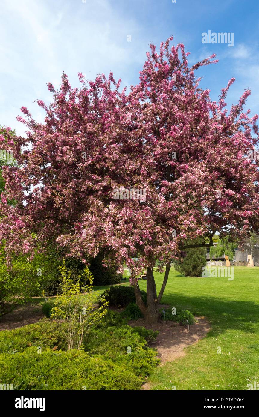 Malus x moerlandsii „Profusion“ violett-rot-blühender Krabbenbaum Krabbenapfel im Garten Frühling Malus, Pflanze, Blüten Stockfoto