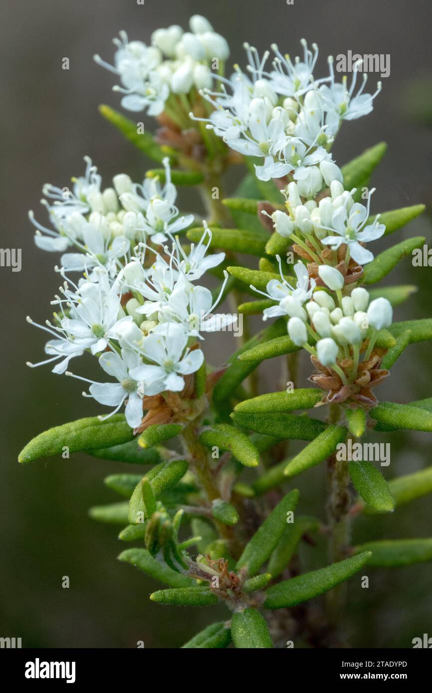 Rhododendron groenlandicum früher Ledum groenlandicum oder Ledum latifolium blühender Sträucher mit weißen Blüten Stockfoto