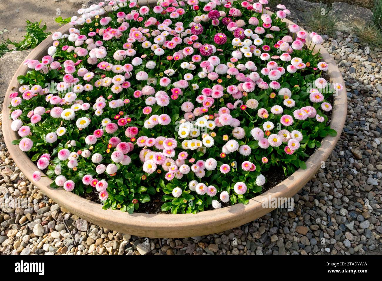 Großer Behälter mit englischen Gänseblümchen, Bellis perennis Stockfoto